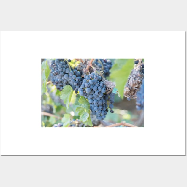 Summer Grapes on the Vine in the Okanagan Valley Wall Art by Amy-K-Mitchell